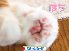 にほんブログ村 猫ブログ スコティッシュフォールドへ