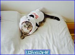 にほんブログ村 猫ブログ スコティッシュフォールドへ