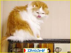 にほんブログ村 猫ブログ スコティッシュフォールドへ