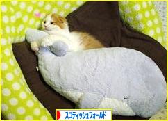 にほんブログ村 猫ブログ スコティッシュフォールドへ