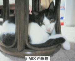 にほんブログ村 猫ブログ MIX白黒猫へ