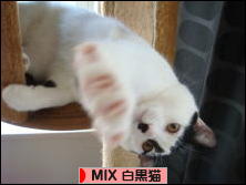 にほんブログ村 猫ブログ MIX白黒猫へ