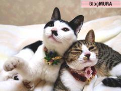 にほんブログ村 猫ブログ MIX白黒猫へ