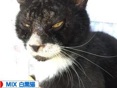 にほんブログ村 猫ブログ MIX白黒猫へ