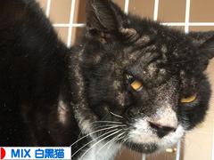 にほんブログ村 猫ブログ MIX白黒猫へ