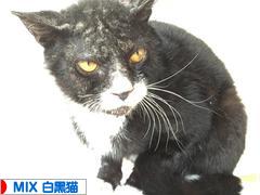 にほんブログ村 猫ブログ MIX白黒猫へ