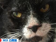 にほんブログ村 猫ブログ MIX白黒猫へ