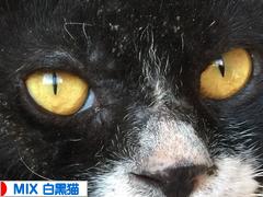 にほんブログ村 猫ブログ MIX白黒猫へ