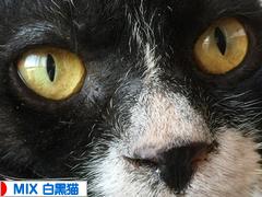 にほんブログ村 猫ブログ MIX白黒猫へ