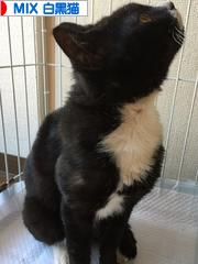にほんブログ村 猫ブログ MIX白黒猫へ