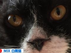 にほんブログ村 猫ブログ MIX白黒猫へ
