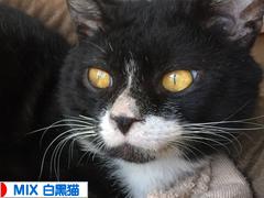 にほんブログ村 猫ブログ MIX白黒猫へ