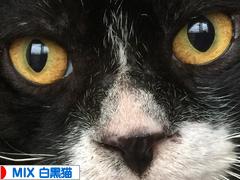 にほんブログ村 猫ブログ MIX白黒猫へ
