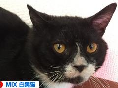 にほんブログ村 猫ブログ MIX白黒猫へ