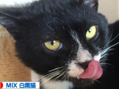 にほんブログ村 猫ブログ MIX白黒猫へ