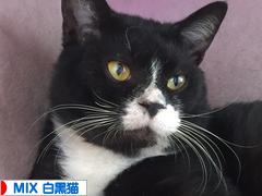 にほんブログ村 猫ブログ MIX白黒猫へ