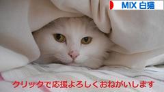 にほんブログ村 猫ブログ MIX白猫へ