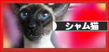 にほんブログ村 猫ブログ シャム猫へ