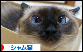 にほんブログ村 猫ブログ シャム猫へ