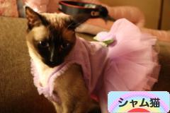 にほんブログ村 猫ブログ シャム猫へ