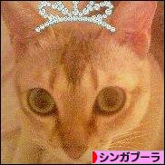 にほんブログ村 猫ブログ シンガプーラへ