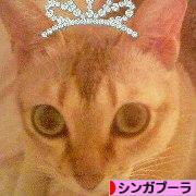 にほんブログ村 猫ブログ シンガプーラへ