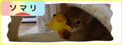 にほんブログ村 猫ブログ ソマリへ