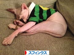 にほんブログ村 猫ブログ スフィンクスへ