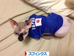にほんブログ村 猫ブログ スフィンクスへ