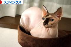 にほんブログ村 猫ブログ スフィンクスへ