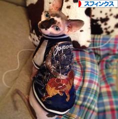 にほんブログ村 猫ブログ スフィンクスへ