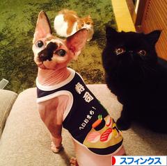 にほんブログ村 猫ブログ スフィンクスへ
