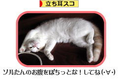 にほんブログ村 猫ブログ 立ち耳スコティッシュフォールドへ