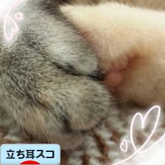 にほんブログ村 猫ブログ 立ち耳スコティッシュフォールドへ
