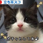 にほんブログ村 猫ブログ 立ち耳スコティッシュフォールドへ