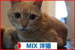 にほんブログ村 猫ブログ MIX洋猫へ