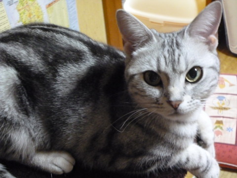 f:id:barbie-sf:20120523161551j:image