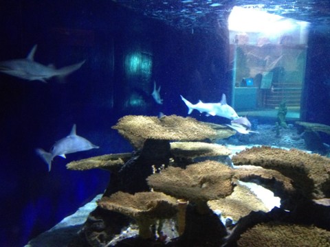 f:id:barbie-sf:20120903113531j:image