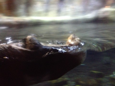 f:id:barbie-sf:20120903114834j:image