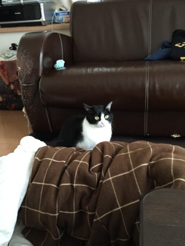 f:id:barbie-sf:20141112135428j:image