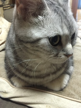 f:id:barbie-sf:20160507172217j:image