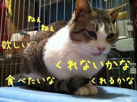 f:id:ground_sloth:20110428092641j:image:w240:left