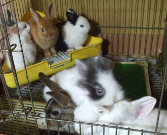 f:id:ground_sloth:20110502095152j:image:w220:left