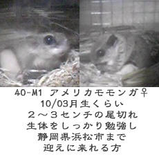 f:id:ground_sloth:20110502095159j:image:left