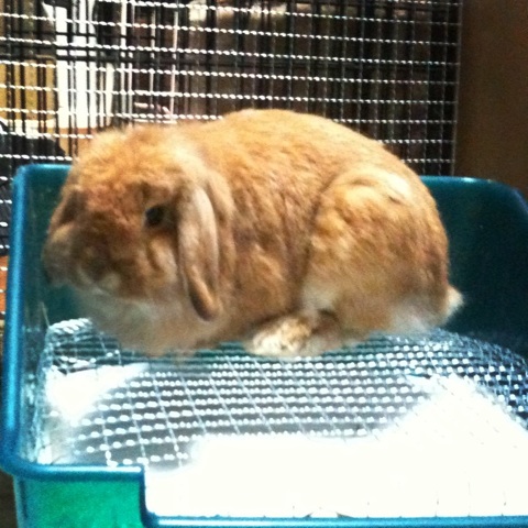 f:id:ground_sloth:20110511225042j:image:w230