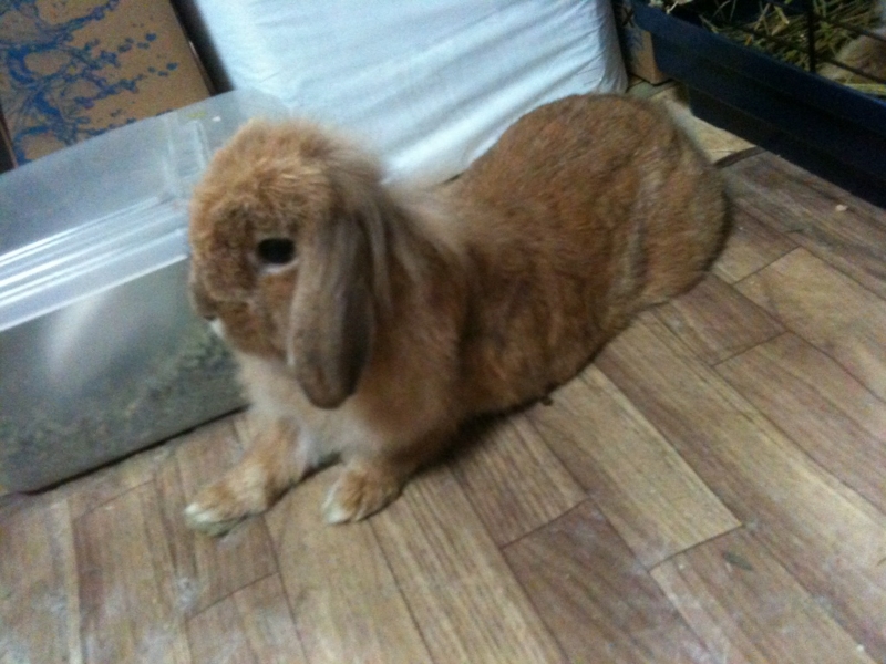 f:id:ground_sloth:20110511232011j:image:w240:left