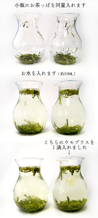 f:id:honokasha:20100622170649j:image