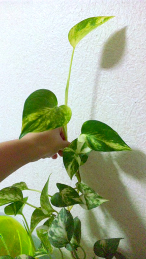 f:id:honokasha:20100623233655j:image f:id:honokasha:20100623233655j:image