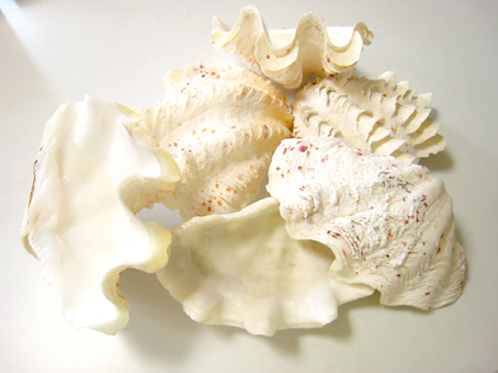 f:id:honokasha:20100722110342j:image f:id:honokasha:20100722110342j:image