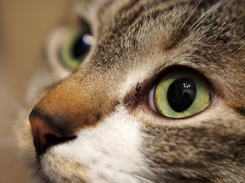 f:id:hphpcst:20160219211825j:plain f:id:hphpcst:20160219211825j:plain